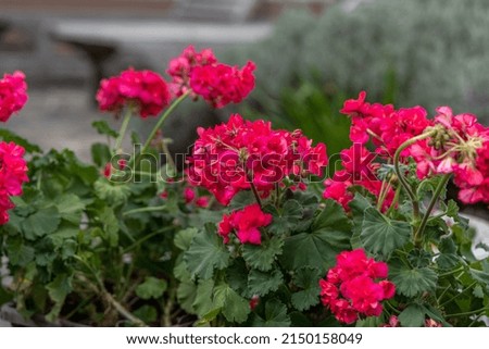Pink pelargonium in the pot on window of a house in the sunlight, close up photography