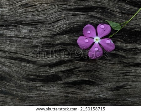A purple flower is isolated on a dark rust burned wooden surface. Selective focus. Copy space or empty space. Note, wallpaper or quote background concept.