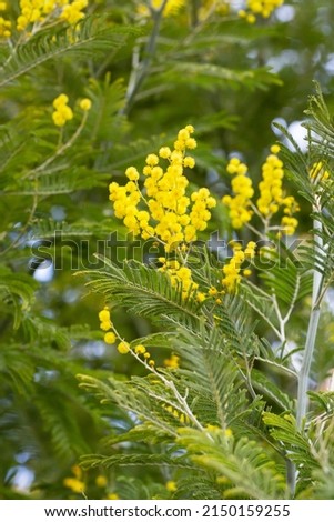 Mimosa Acacia dealbata silver or blue acacia in Adler Arboretum Southern Cultures. Yellow fluffy flowers on blurred background of eucalyptus leaves. Royalty-Free Stock Photo #2150159255