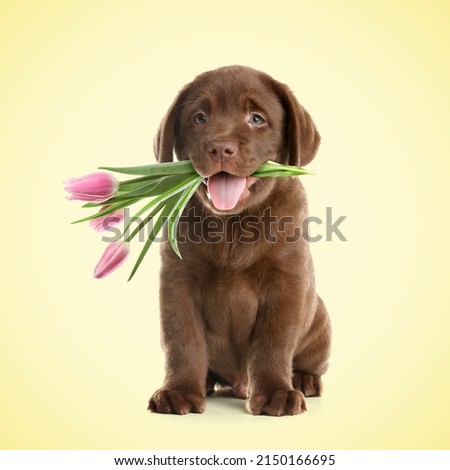 Cute little dog with beautiful tulips on beige background