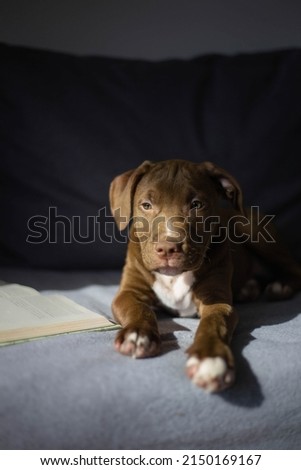 Dog sitting on a sofa. Brown pitbull puppy lying on gray sofa in light of sun. Little pit bull is looking in camera and sitting near an open book.