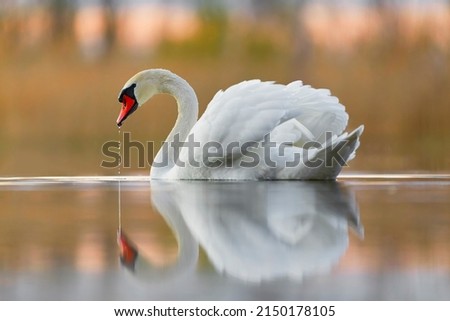 Mute swan on calm water after sunset.