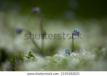not forgotten alone in a meadow full of small white flowers, in the background a second unsharply fogged, photographed with low exposure Royalty-Free Stock Photo #2150182021