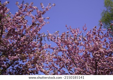 Prunus serrulata or Japanese Cherry; also called Oriental Cherry, is a species of cherry and is used for its spring cherry blossom displays and festivals.