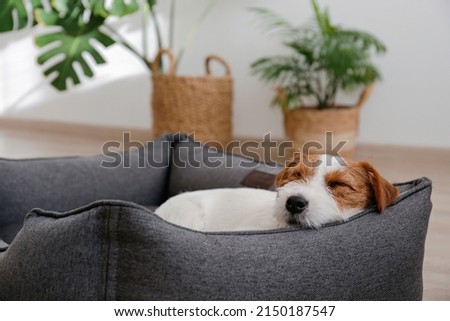 Portrait of four months old wire haired Jack Russell Terrier puppy sleeping in the dog bed. Small rough coated doggy with funny fur stains resting in a lounger. Close up, copy space, background. Royalty-Free Stock Photo #2150187547