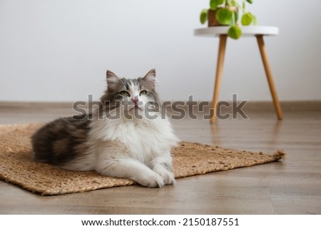 Fluffy siberian cat sitting on the jute wicker rug. Beautiful purebred long haired kitty on the hardwood floor in living room. Close up, copy space, white wall background. Royalty-Free Stock Photo #2150187551