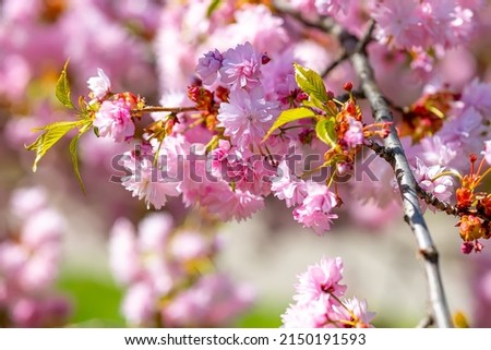 close-up of sakura blossom in spring in the park
