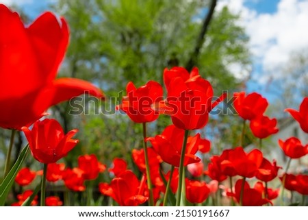 stems of red tulips on the background of spring park