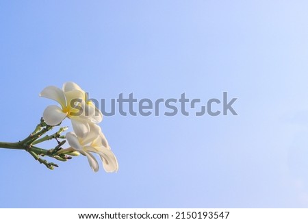 white flower Champa flower Frangipani flower on the tree