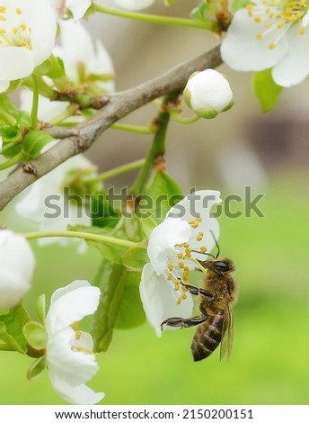 The bee sits on a flower of a bush blossoming cherry tree and pollinates him. Spring beautiful background.Copy space for text. Vertical background