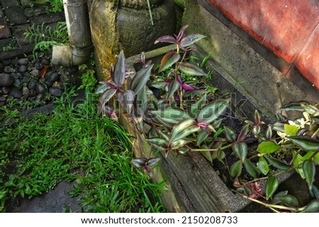 the Tradescantia zebrina in cement flowerpot. the color of leaves are purple

with green stripe.