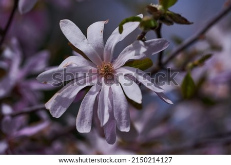 Closeup of a magnolia flower in full bloom