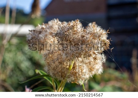 mass of seeds  isolated on a natural background