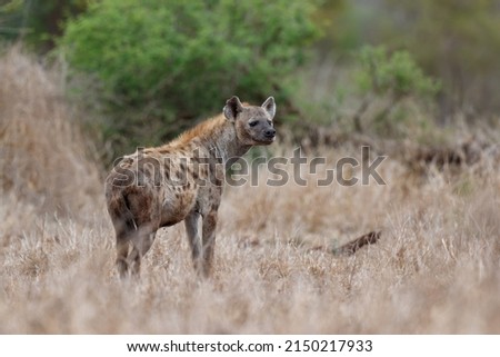 Hyena walking near Satara restcamp in Kruger National Park in South Africa