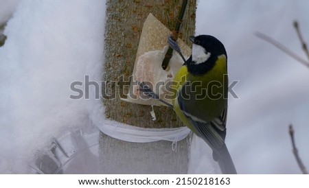Birds near Moscow, yellow oatmeal on a tree branch.