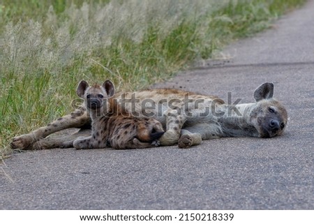Hyena nursing her puppy on the road near Satara restcamp in Kruger National Park in South Africa