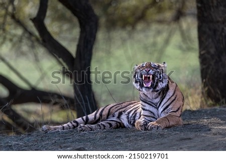 Panthera Tigris in its natural habitat at Ranthambore National Park, India