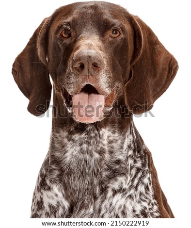 Portrait of a German Shorthaired Pointer dog isolated on a white background Royalty-Free Stock Photo #2150222919