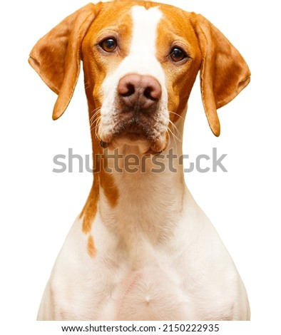 Portrait of a English Pointer dog isolated on a white background Royalty-Free Stock Photo #2150222935