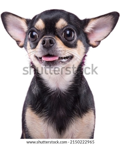 Portrait of a Chihuahua dog isolated on a white background