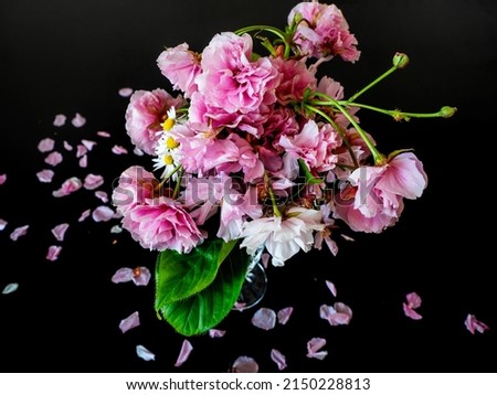 bunch of bright pink flowers on a black background