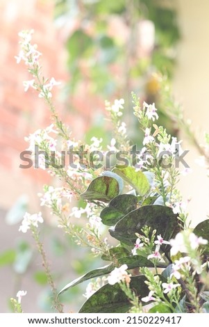 beautiful flowers under the sunshine with focusing picture of leaf and white flowers