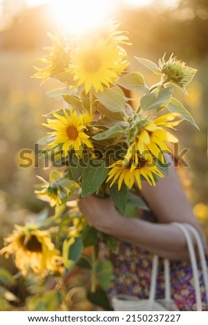 Beautiful sunflowers in woman hands in warm sunset light  in summer meadow. Tranquil atmospheric moment in countryside. Stylish young female in floral dress holding sunflowers in evening field Royalty-Free Stock Photo #2150237227