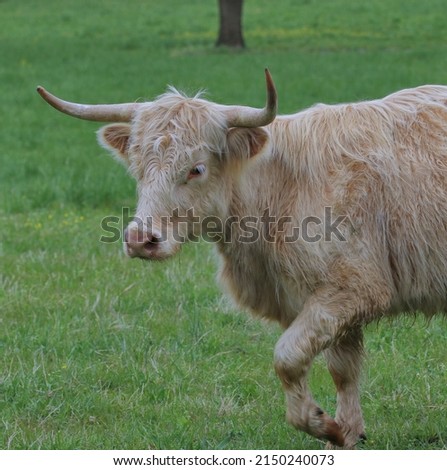 Scottish Highland Cow - photograph of a white Scottish Highland cow, with selective focus on the head of the cow. 