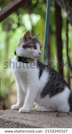 black and white asian local cat wearing a necklace that stands tall and brave with background blur from the plantation
