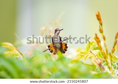 Picturesque, pastel colored photo, Ruby Topaz hummingbird, Chrysolampis mosquitus, chirping in a garden surrounded with flowers