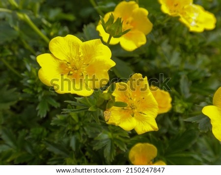 Close-up of Potentilla aurea flowers Royalty-Free Stock Photo #2150247847