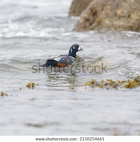 Harlequin duck looking for food at seaside. Fairly small, boldly patterned diving duck that lives a seemingly dangerous life near fast-moving water and jagged rocks.
