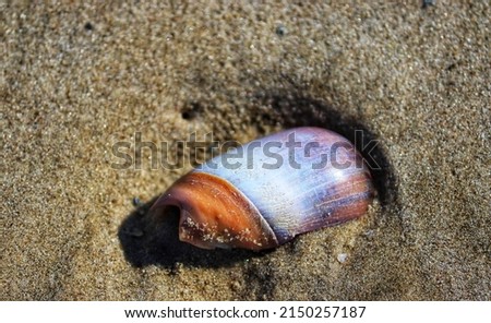 Shells found by the sea at Barra de Tramandaí in Rio Grande do Sul, Brazil.