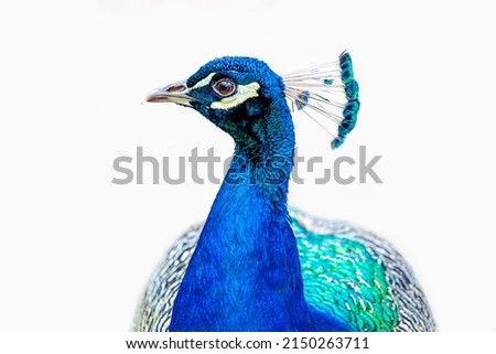 portrait of a male peacock. peacock - peafowl isolated on white background. headshot Portrait close-up Royalty-Free Stock Photo #2150263711