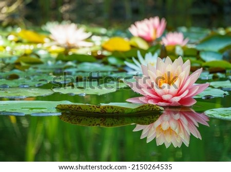 Big amazing bright pink water lily, lotus flower Perry's Orange Sunset in the garden pond. Close-up of Nymphaea with water drops reflected in water. Flower landscape for nature wallpaper