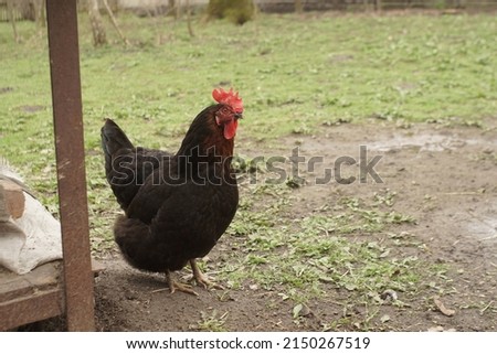 black chicken in the yard in the village