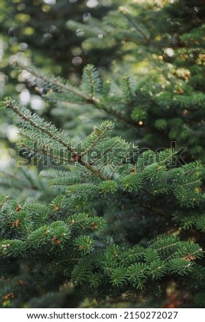 Beautiful fir branches. Spring forest Royalty-Free Stock Photo #2150272027