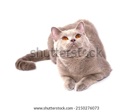 beautiful looking up Scottish cat with orange eyes lying on a white background, isolated image, beautiful domestic cats, cats in the house, pets