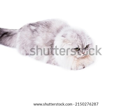 longhair Highland light image fluffy scottish cat silver chinchilla lying on a white background, isolated image, beautiful domestic cats, cats in the house, pets,