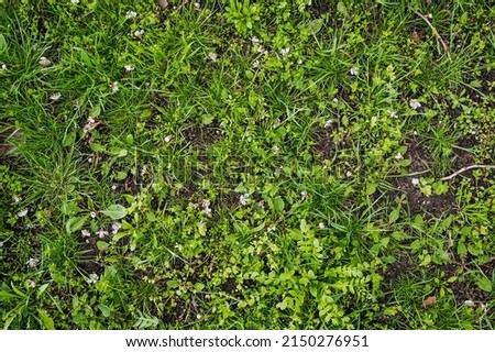 Texture, lawn background, green grass growing on the ground and fallen petals of blossoming apricots in spring. Photo of nature, top view.