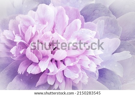 Flowers  purple  peony.   Floral vintage background.   Petals peonies.  Close-up. Nature.