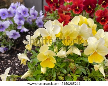 Purple red and yellow pansy flowers in the rain