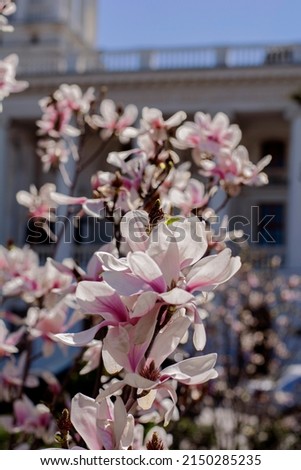 Pink magnolia oriental flower festival japan on european architecture background