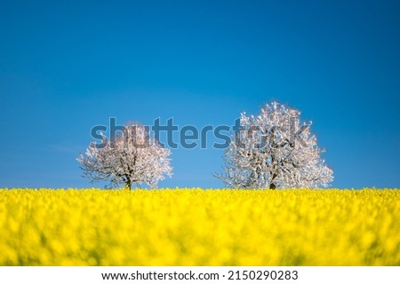 blooming cherry trees behind a rape field in Baselland in spring