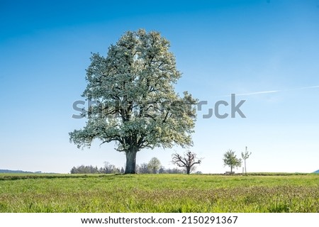 giant pear tree in bloom during spring in Baselland