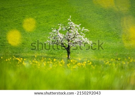 wonderful cherry tree in bloom in Baselland in spring an ideal background