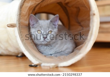 Little cute kitten in the house. Domestic house cat. Europe. Czech Republic.