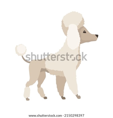 Dog breed poodle. Cute funny cartoon domestic pet character flat vector illustration. Human friend home animal