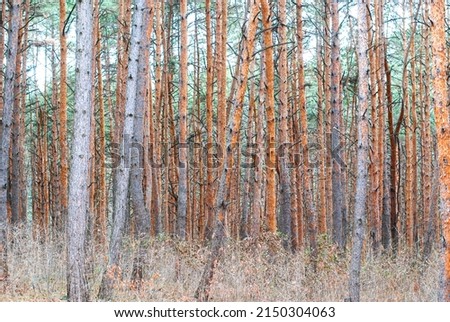 High crowns of trees in a pine forest.