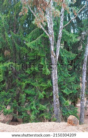A combination of coniferous and deciduous trees.